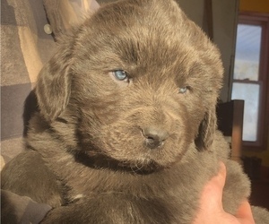 Newfoundland Puppy for sale in SAINT JOHNSVILLE, NY, USA