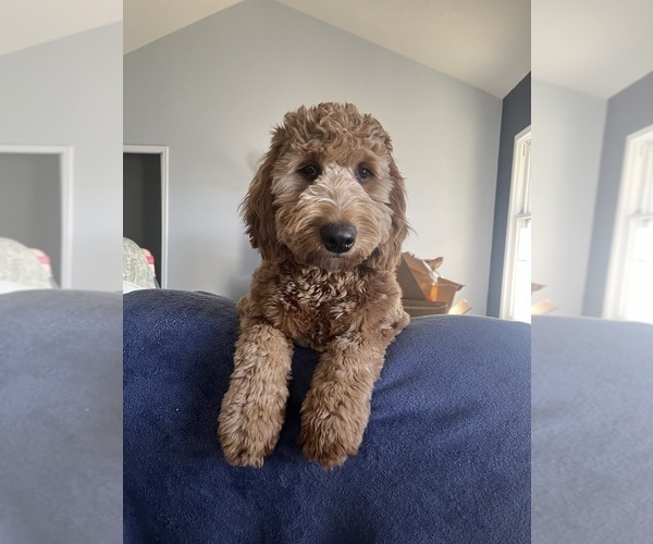 Medium Photo #1 Goldendoodle (Miniature) Puppy For Sale in LOVES PARK, IL, USA