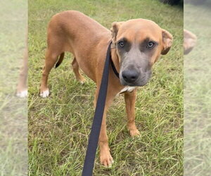 Labrador Retriever-Unknown Mix Dogs for adoption in Tarrytown, GA, USA
