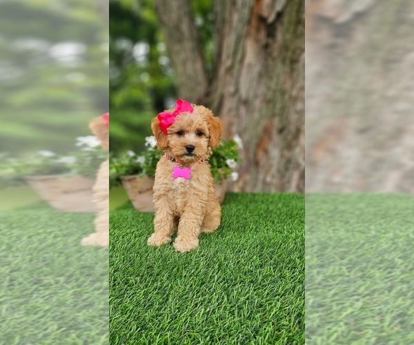 Medium Photo #1 Goldendoodle-Poodle (Miniature) Mix Puppy For Sale in INDIANAPOLIS, IN, USA