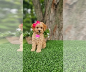 Goldendoodle-Poodle (Miniature) Mix Puppy for sale in INDIANAPOLIS, IN, USA