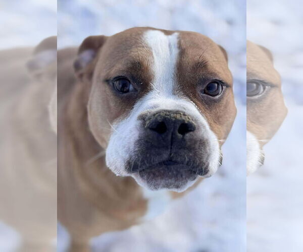 Medium Photo #1 Boxer-Unknown Mix Puppy For Sale in Burnsville, MN, USA