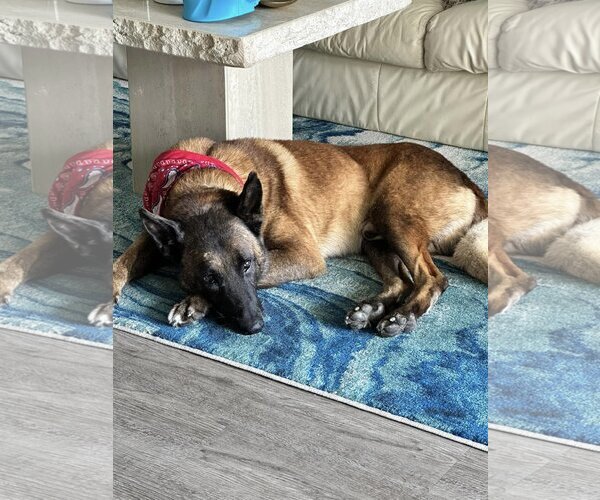 Medium Photo #2 Mutt Puppy For Sale in  Ramona, CA, USA