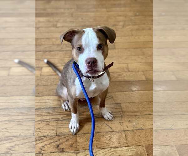 Medium Photo #12 American Pit Bull Terrier Puppy For Sale in Chester, NJ, USA