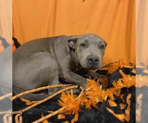 Mutt Dogs for adoption in Modesto, CA, USA