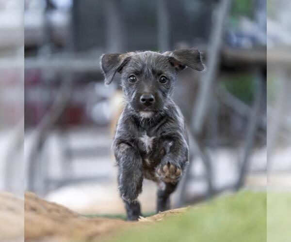 Medium Photo #6 Mutt Puppy For Sale in San Diego, CA, USA