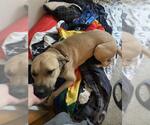 Small Black Mouth Cur