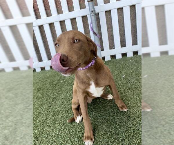 Medium Photo #1 Labrador Retriever-Unknown Mix Puppy For Sale in Modesto, CA, USA