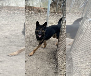 Father of the German Shepherd Dog puppies born on 02/09/2025