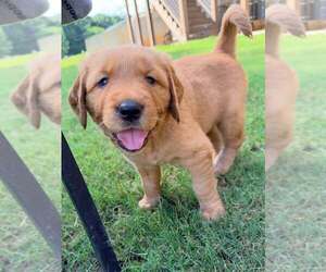 Medium Golden Retriever