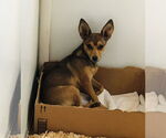 Small #1 Mutt