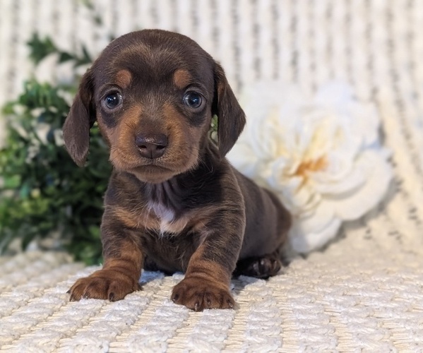 Medium Photo #6 Dachshund Puppy For Sale in GOSHEN, IN, USA