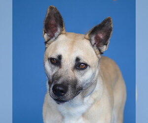 Mutt Dogs for adoption in Pasadena, CA, USA