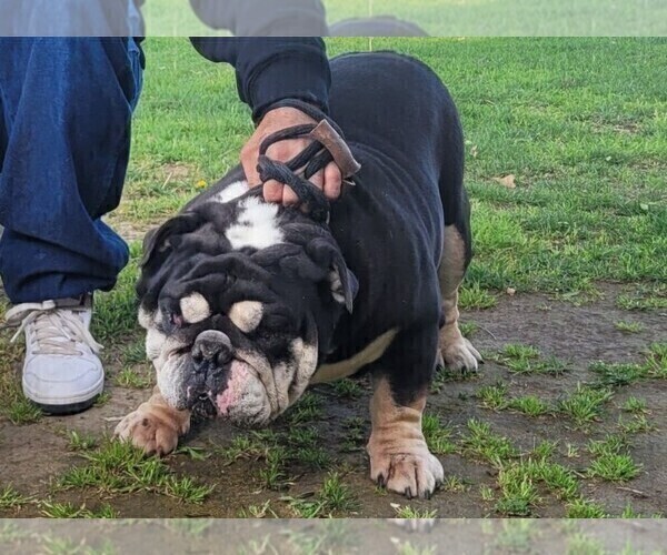 Medium Photo #1 English Bulldog Puppy For Sale in DOS PALOS, CA, USA