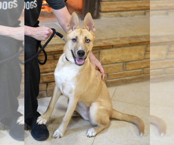 Medium Photo #4 Gerberian Shepsky Puppy For Sale in Germanton, TN, USA