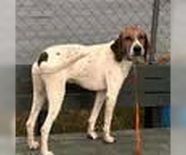 Medium Photo #1 Treeing Walker Coonhound-Unknown Mix Puppy For Sale in Bristol, CT, USA