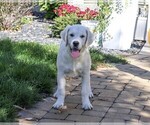 Small Photo #5 Golden Retriever Puppy For Sale in SYRACUSE, IN, USA
