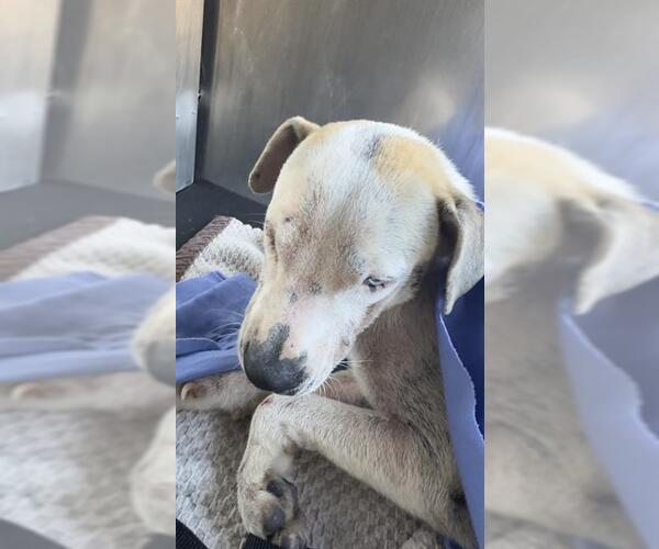 Medium Photo #1 American Staffordshire Terrier-Unknown Mix Puppy For Sale in San Antonio, TX, USA