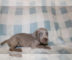 Small #1 Weimaraner