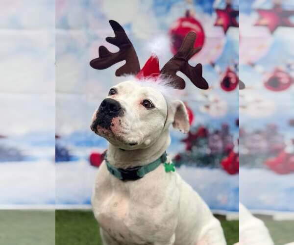 Medium Photo #3 Mutt Puppy For Sale in Pompano Beach , FL, USA