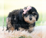 Small Photo #50 Goldendoodle (Miniature) Puppy For Sale in WARSAW, IN, USA