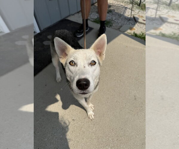Medium Photo #1 Siberian Husky-Unknown Mix Puppy For Sale in Evansville, IN, USA