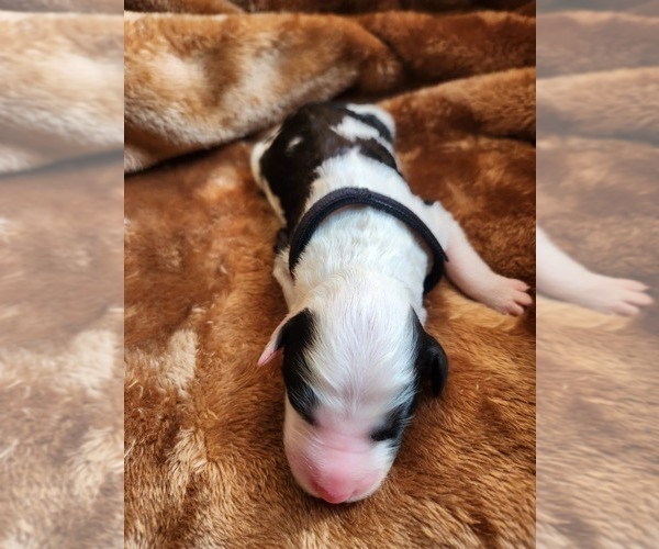 Medium Photo #49 Sheepadoodle Puppy For Sale in LEHI, UT, USA