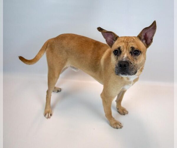 Medium Photo #5 Mutt Puppy For Sale in Kennesaw, GA, USA