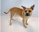 Small #4 Mutt