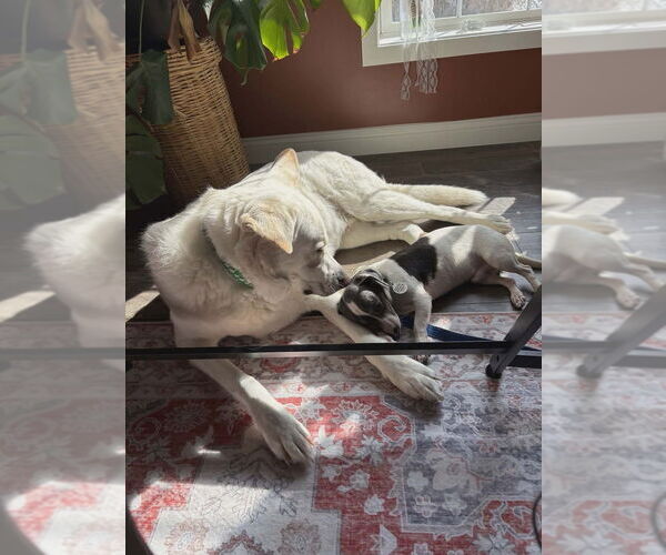 Medium Photo #5 Chiweenie Puppy For Sale in Foristell, MO, USA