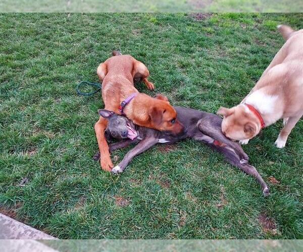 Medium Photo #3 Australian Kelpie-Unknown Mix Puppy For Sale in Elk Grove, CA, USA