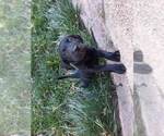 Small Photo #2 Labrador Retriever Puppy For Sale in THE DALLES, OR, USA