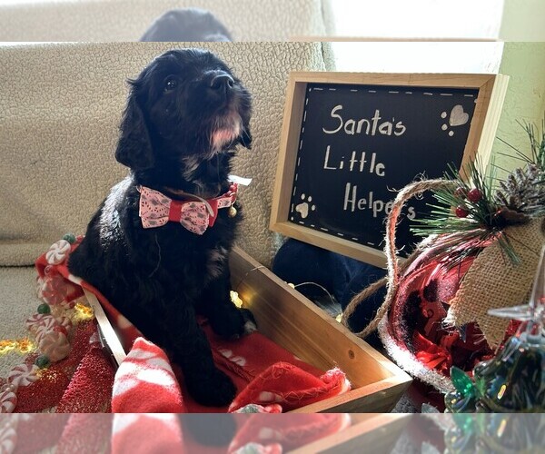 Medium Photo #17 Goldendoodle Puppy For Sale in FORT LAUDERDALE, FL, USA