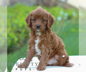 Cavapoo Puppy for sale in LITITZ, PA, USA