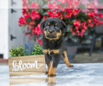 Puppy Taylor Rottweiler