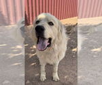 Small #1 Great Pyrenees
