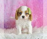 Small Photo #44 Cavalier King Charles Spaniel Puppy For Sale in WARSAW, IN, USA
