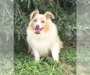 Miniature Australian Shepherd Puppy for sale in FORT MORGAN, CO, USA