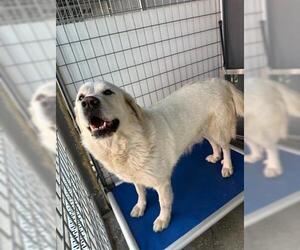 Great Pyrenees Dogs for adoption in Lathrop, CA, USA