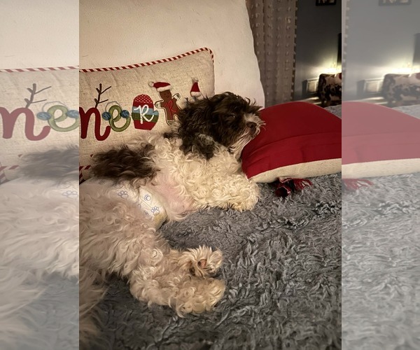 Medium Photo #7 Havanese Puppy For Sale in Rockaway, NJ, USA