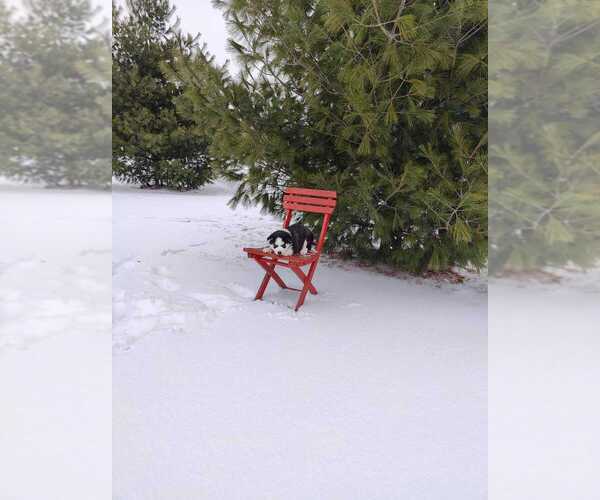 Medium Photo #21 Siberian Husky Puppy For Sale in AUBURN, NY, USA