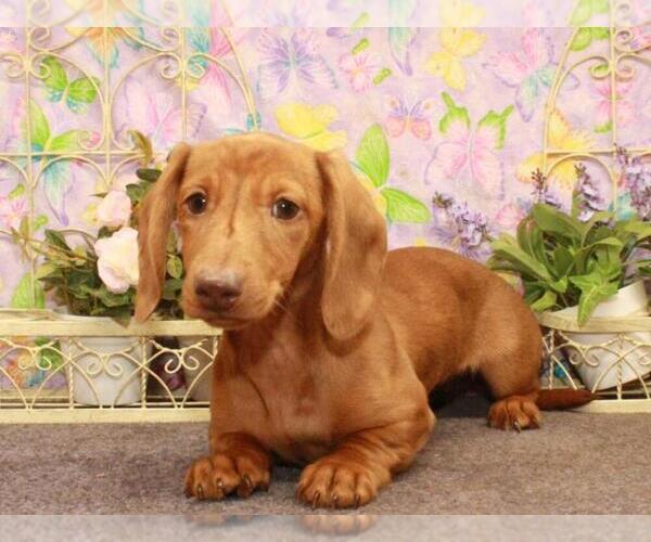 Medium Photo #1 Dachshund Puppy For Sale in SHAWNEE, OK, USA