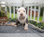 Small Photo #4 Olde English Bulldogge Puppy For Sale in MERCER, PA, USA