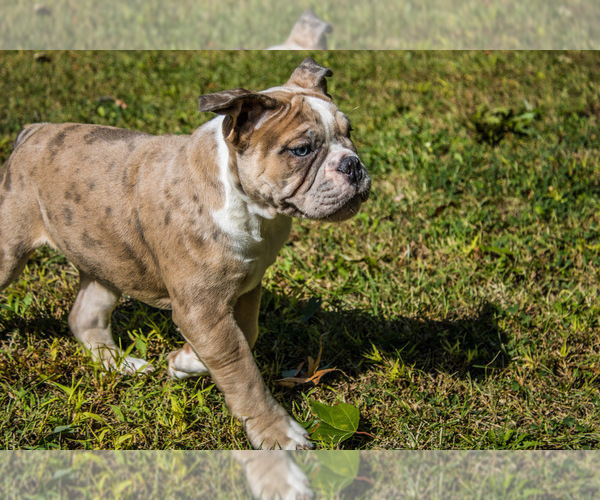 Medium Photo #35 Olde English Bulldogge Puppy For Sale in OVERLAND, KS, USA