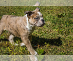 Small Photo #35 Olde English Bulldogge Puppy For Sale in OVERLAND, KS, USA