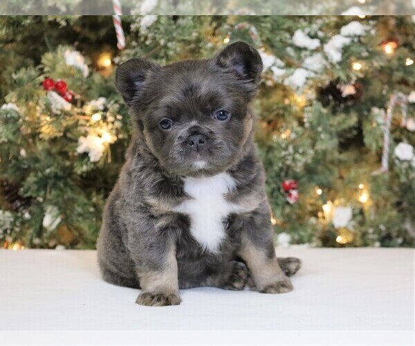 Medium Photo #3 French Bulldog Puppy For Sale in FREDERICKSBURG, OH, USA