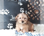 Small #3 Shorkie Tzu