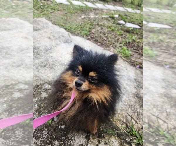 Medium Photo #5 Pomeranian Puppy For Sale in TITUSVILLE, FL, USA