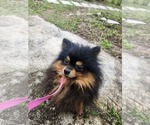 Small #4 Pomeranian