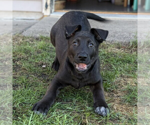 Medium Photo #4 Shepradors Puppy For Sale in Minneapolis, MN, USA